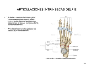 ARTICULACIONES INTRINSECAS DELPIE
• Articulaciones metatarsofalangicas:
unen la extremidad anterior de los
cinco metatarsianos a la extremidad
posterior de la falange correspondiente
son condiloartrosis.
• Articulaciones interfalángicas de los
dedos : son trocleoartrosis.
28
 
