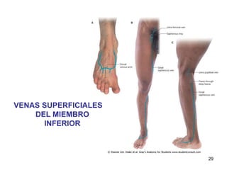 VENAS SUPERFICIALES
DEL MIEMBRO
INFERIOR
29
 
