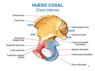 HUESO COXAL
(Cara Interna)
Cresta iliaca
Fosa iliaca
Eminencia
ileopectínea
Superficie pectínea
Línea pectínea
Tubérculo (espina)
púbico
EIAS
EIAI
EIPS
EIPI
Tuberosidad iliaca
Carilla auricular
Línea innominada
(arqueada)
Agujero obturador
Tuberosidad isquiática
Surco obturador
3
 