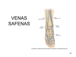 VENAS
SAFENAS
30
 