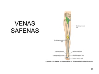 VENAS
SAFENAS
31
 