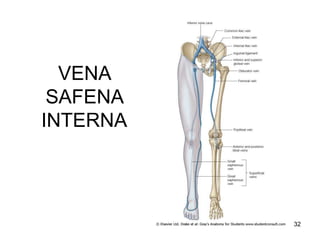 VENA
SAFENA
INTERNA
32
 