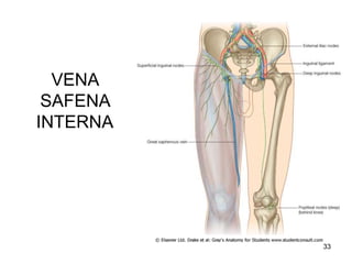 VENA
SAFENA
INTERNA
33
 