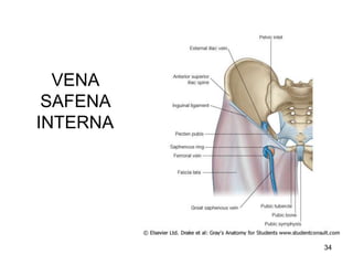 VENA
SAFENA
INTERNA
34
 