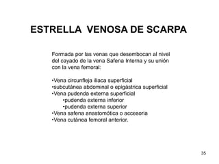 35
Formada por las venas que desembocan al nivel
del cayado de la vena Safena Interna y su unión
con la vena femoral:
•Vena circunfleja iliaca superficial
•subcutánea abdominal o epigástrica superficial
•Vena pudenda externa superficial
•pudenda externa inferior
•pudenda externa superior
•Vena safena anastomótica o accesoria
•Vena cutánea femoral anterior.
ESTRELLA VENOSA DE SCARPA
 