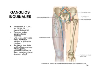 GANGLIOS
INGUINALES
• Situados en el TCSC
por debajo del
ligamento inguinal.
• Terminan en los
ganglios iliacos
externos
• Una porción es vertical
y otra horizontal,
paralela al ligamento
inguinal.
• Reciben la linfa de la
región glútea, miembro
inferior, periné,
genitales externos, el
útero, pared abdominal
anterior y lateral,
36
 