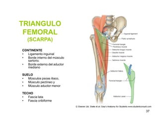 TRIANGULO
FEMORAL
(SCARPA)
CONTINENTE
• Ligamento inguinal
• Borde interno del músculo
sartorio.
• Borde externo del aductor
mediano
SUELO
• Músculos psoas iliaco,
• Músculo pectíneo y
• Músculo aductor menor
TECHO
• Fascia lata
• Fascia cribiforme
37
 