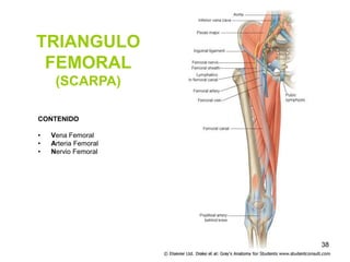 TRIANGULO
FEMORAL
(SCARPA)
CONTENIDO
• Vena Femoral
• Arteria Femoral
• Nervio Femoral
38
 