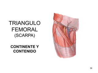 TRIANGULO
FEMORAL
(SCARPA)
CONTINENTE Y
CONTENIDO
39
 