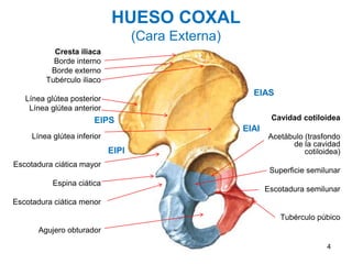 HUESO COXAL
(Cara Externa)
Cresta iliaca
Borde interno
Borde externo
Tubérculo iliaco
Línea glútea posterior
Línea glútea anterior
Línea glútea inferior
Escotadura ciática mayor
Espina ciática
Escotadura ciática menor
Agujero obturador
Cavidad cotiloidea
Acetábulo (trasfondo
de la cavidad
cotiloidea)
Superficie semilunar
Escotadura semilunar
Tubérculo púbico
EIAS
EIAI
EIPS
EIPI
4
 
