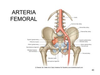 ARTERIA
FEMORAL
40
 