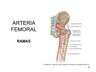 ARTERIA
FEMORAL
RAMAS
41
 