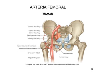 ARTERIA FEMORAL
RAMAS
42
 