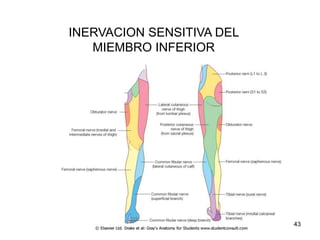 INERVACION SENSITIVA DEL
MIEMBRO INFERIOR
43
 