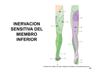 INERVACION
SENSITIVA DEL
MIEMBRO
INFERIOR
44
 