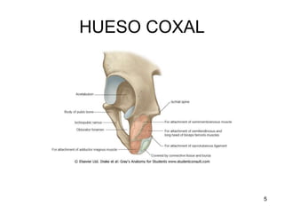 HUESO COXAL
5
 