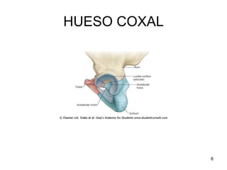HUESO COXAL
6
 