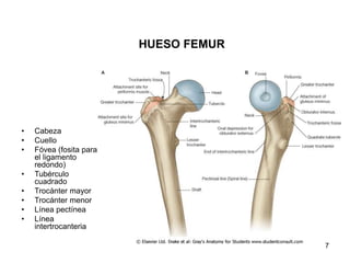 HUESO FEMUR
• Cabeza
• Cuello
• Fóvea (fosita para
el ligamento
redondo)
• Tubérculo
cuadrado
• Trocánter mayor
• Trocánter menor
• Línea pectínea
• Línea
intertrocanteria
7
 