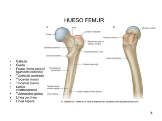 HUESO FEMUR
• Cabeza
• Cuello
• Fovea (fosita para el
ligamento redondo)
• Tubérculo cuadrado
• Trocanter mayor
• Trocanter menor
• Cresta
intertrocanteria
• Tuberosidad glútea
• Línea pectínea
• Línea áspera
8
 