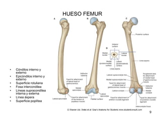 HUESO FEMUR
• Cóndilos interno y
externo
• Epicóndilos interno y
externo
• Superficie rotuliana
• Fosa intercondilea
• Líneas supracondílea
interna y externa
• Línea áspera
• Superficie poplítea
9
 