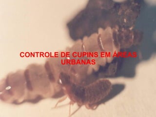 CONTROLE DE CUPINS EM ÁREAS URBANAS 