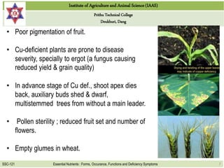 Functions and deficiency symptoms of copper and chlorine in plants 