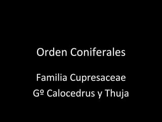 Orden Coniferales

Familia Cupresaceae
Gº Calocedrus y Thuja
 