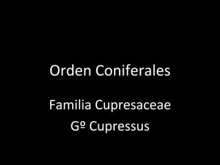 Orden Coniferales

Familia Cupresaceae
   Gº Cupressus
 