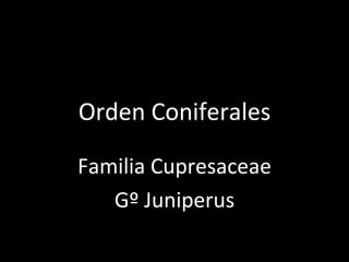 Orden Coniferales

Familia Cupresaceae
   Gº Juniperus
 