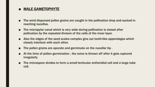 ■ MALE GAMETOPHYTE
■ The wind dispersed pollen grains are caught in the pollination drop and sucked in
reaching nucellus.
■ The micropylar canal which is very wide during pollination is closed after
pollination by the repeated division of the cells of the inner layer.
■ Also the edges of the seed scales complex give out teeth-like appendages which
closely interlock with each other.
■ The pollen grains are aporate and germinate on the nucellar tip .
■ At the time of pollen germination , the exine is thrown off after it gets ruptured
irregularly.
■ The microspore divides to form a small lenticular antheridial cell and a large tube
cell.
 