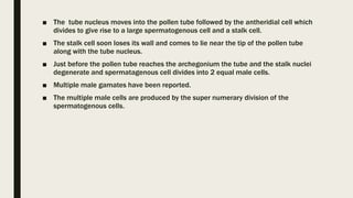 ■ The tube nucleus moves into the pollen tube followed by the antheridial cell which
divides to give rise to a large spermatogenous cell and a stalk cell.
■ The stalk cell soon loses its wall and comes to lie near the tip of the pollen tube
along with the tube nucleus.
■ Just before the pollen tube reaches the archegonium the tube and the stalk nuclei
degenerate and spermatagenous cell divides into 2 equal male cells.
■ Multiple male gamates have been reported.
■ The multiple male cells are produced by the super numerary division of the
spermatogenous cells.
 