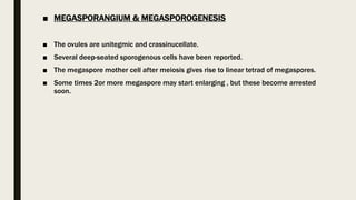 ■ MEGASPORANGIUM & MEGASPOROGENESIS
■ The ovules are unitegmic and crassinucellate.
■ Several deep-seated sporogenous cells have been reported.
■ The megaspore mother cell after meiosis gives rise to linear tetrad of megaspores.
■ Some times 2or more megaspore may start enlarging , but these become arrested
soon.
 