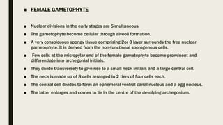 ■ FEMALE GAMETOPHYTE
■ Nuclear divisions in the early stages are Simultaneous.
■ The gametophyte become cellular through alveoli formation.
■ A very conspicuous spongy tissue comprising 2or 3 layer surrounds the free nuclear
gametophyte. It is derived from the non-functional sporogenous cells.
■ Few cells at the micropylar end of the female gametophyte become prominent and
differentiate into archegonial initials.
■ They divide transversely to give rise to a small neck initials and a large central cell.
■ The neck is made up of 8 cells arranged in 2 tiers of four cells each.
■ The central cell divides to form an ephemeral ventral canal nucleus and a egg nucleus.
■ The latter enlarges and comes to lie in the centre of the devolping archegonium.
 