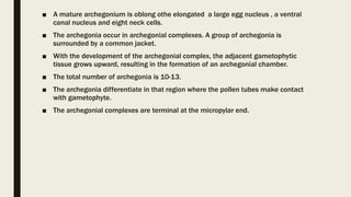 ■ A mature archegonium is oblong othe elongated a large egg nucleus , a ventral
canal nucleus and eight neck cells.
■ The archegonia occur in archegonial complexes. A group of archegonia is
surrounded by a common jacket.
■ With the development of the archegonial complex, the adjacent gametophytic
tissue grows upward, resulting in the formation of an archegonial chamber.
■ The total number of archegonia is 10-13.
■ The archegonia differentiate in that region where the pollen tubes make contact
with gametophyte.
■ The archegonial complexes are terminal at the micropylar end.
 