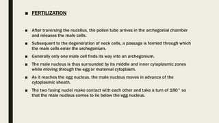 ■ FERTILIZATION
■ After traversing the nucellus, the pollen tube arrives in the archegonial chamber
and releases the male cells.
■ Subsequent to the degeneration of neck cells, a passage is formed through which
the male cells enter the archegonium.
■ Generally only one male cell finds its way into an archegonium.
■ The male nucleus is thus surrounded by its middle and inner cytoplasmic zones
while moving through the egg or maternal cytoplasm.
■ As it reaches the egg nucleus, the male nucleus moves in advance of the
cytoplasmic sheath.
■ The two fusing nuclei make contact with each other and take a turn of 180° so
that the male nucleus comes to lie below the egg nucleus.
 
