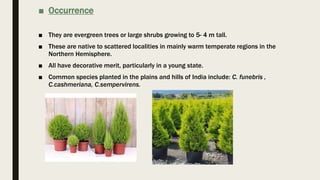 ■ Occurrence
■ They are evergreen trees or large shrubs growing to 5- 4 m tall.
■ These are native to scattered localities in mainly warm temperate regions in the
Northern Hemisphere.
■ All have decorative merit, particularly in a young state.
■ Common species planted in the plains and hills of India include: C. funebris ,
C.cashmeriana, C.sempervirens.
 