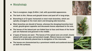 ■ Morphology
■ Tree is evergreen, large (5-40m ) tall, with pyramidal appearance.
■ The bark is thin, fibrous and greyish brown and peel off in long strips.
■ Branching is of 2 types: horizontal or erect main branches, which are
spirally arranged on the main stem and drooping side branches.
■ Main branches are devoid of leaves, whereas the drooping branches bear
small, greyish-green opposite and decussate leaves adpressed to the axis.
■ The leaves of the lateral pair are folded face to face and those of the facial
pair are flattened and grooved in the middle .
■ 2 types of leaves are seen : The leaves of the apical zone are small, closely
placed with acute apex and serrated margin. Mature leaves are longer,
brownish and distantly placed due to elongation of the internode.
■ The leaves are characterized by a prominent midrib and scattered stomata
on both the surfaces.
 