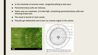 ■ In the tracheids of summer wood , tangential pitting is also seen.
■ Parenchymatous cells are resinous.
■ Xylem rays are uniseriate, 1-5 cells high, comprising parenchymatous cells and
showing simple pits.
■ The wood is devoid of resin canals.
■ Thd pith get obliterated and is seen as a dense region in the centre.
 