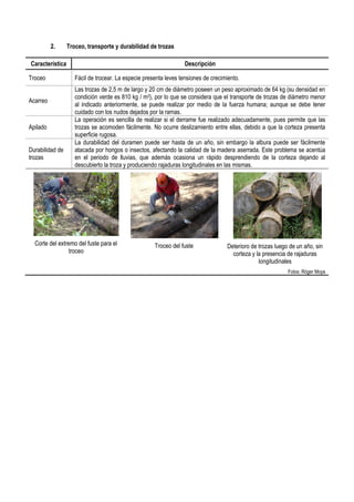 2. Troceo, transporte y durabilidad de trozas
Característica Descripción
Troceo Fácil de trocear. La especie presenta leves tensiones de crecimiento.
Acarreo
Las trozas de 2,5 m de largo y 20 cm de diámetro poseen un peso aproximado de 64 kg (su densidad en
condición verde es 810 kg / m3), por lo que se considera que el transporte de trozas de diámetro menor
al indicado anteriormente, se puede realizar por medio de la fuerza humana; aunque se debe tener
cuidado con los nudos dejados por la ramas.
Apilado
La operación es sencilla de realizar si el derrame fue realizado adecuadamente, pues permite que las
trozas se acomoden fácilmente. No ocurre deslizamiento entre ellas, debido a que la corteza presenta
superficie rugosa.
Durabilidad de
trozas
La durabilidad del duramen puede ser hasta de un año, sin embargo la albura puede ser fácilmente
atacada por hongos o insectos, afectando la calidad de la madera aserrada. Este problema se acentúa
en el periodo de lluvias, que además ocasiona un rápido desprendiendo de la corteza dejando al
descubierto la troza y produciendo rajaduras longitudinales en las mismas.
Corte del extremo del fuste para el
troceo
Troceo del fuste Deterioro de trozas luego de un año, sin
corteza y la presencia de rajaduras
longitudinales
Fotos: Róger Moya
 