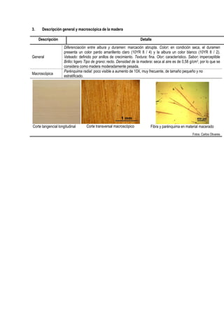 3. Descripción general y macroscópica de la madera
Descripción Detalle
General
Diferenciación entre albura y duramen: marcación abrupta. Color: en condición seca, el duramen
presenta un color pardo amarillento claro (10YR 8 / 4) y la albura un color blanco (10YR 8 / 2).
Veteado: definido por anillos de crecimiento. Textura: fina. Olor: característico. Sabor: imperceptible
Brillo: ligero Tipo de grano: recto. Densidad de la madera: seca al aire es de 0,58 g/cm3, por lo que se
considera como madera moderadamente pesada.
Macroscópica
Parénquima radial: poco visible a aumento de 10X, muy frecuente, de tamaño pequeño y no
estratificado.
Corte tangencial longitudinal Corte transversal macroscópico Fibra y parénquima en material macerado
Fotos: Carlos Olivares
 