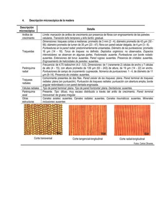 4. Descripción microscópica de la madera
Descripción
microscópica
Detalle
Anillos de
crecimiento
Límite: marcación de anillos de crecimiento por presencia de fibras con engrosamiento de las paredes
celulares. Transición leño temprano y leño tardío: gradual.
Traqueidas
Dimensiones: traqueas cortas a medianas: promedio de 3 mm (2 - 4); diámetro promedio de 43 µm (30 -
56); diámetro promedio de lumen de 35 µm (23 - 47); fibra con pared celular delgada, de 4 µm (3 - 6).
Punteaduras en la pared radial: predominantemente uniseriadas, Diámetro de las punteaduras: promedio
16 µm (14 - 18). Torus de traquea: no definido. Depósitos orgánicos: no observados. Espacios
intercelulares: se observan en algunas partes. Festoneado: ausente. Punteaduras con borde notado:
ausentes. Extensiones del torus: ausentes. Pared rugosa: ausentes. Presencia de cristales: ausentes.
Engrosamiento de helicoidales de paredes: ausentes.
Parénquima
radial
Frecuencia: de 4,75 radios/mm (4,0 - 5,5). Dimensiones: de 1 (raramente 2) células de ancho y 7 células
de alto (4 - 15), con altura promedio de 139 µm (63 - 243) de altura, de 19 µm (14 - 22) en ancho.
Puntuaciones de campo de cruzamiento: cupresoide. Números de puntuaciones: 1 - 4, de diámetro de 11
µm (9–14). Presencia de cristales: ausentes.
Traqueas
radiales
Comúnmente presentes de dos filas. Pared celular de las traqueas: plana. Pared terminal de traqueas
radiales: plana (sin puntuación). Puntuación de traqueas radiales: puntuación con abertura amplia, borde
angular redondeado o con pared dentada engrosada.
Células radiales Tipo de pared terminal: plana. Tipo de pared horizontal: plana. Dentaduras: ausentes.
Parénquima
axial
Presente. Tipo: difuso, muy escaso distribuido a través del anillo de crecimiento. Pared terminal
transversal: de grueso irregular.
Otras
estructuras
Canales axiales: ausentes. Canales radiales: ausentes. Canales traumáticos: ausentes. Minerales
inclusiones: ausentes
Corte transversal Corte tangencial-longitudinal Corte radial-longitudinal
Fotos: Carlos Olivares
 