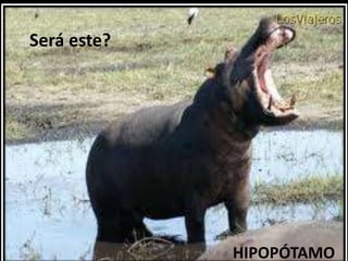 Será este?HIPOPÓTAMO