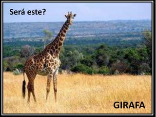Será este?GIRAFA