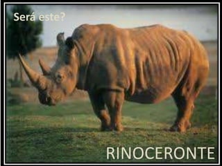 Será este?RINOCERONTE