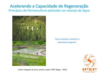Acelerando a Capacidade de Regeneração
Princípios da Permacultura aplicados ao manejo de água
“Use as bordas e valorize os
elementos marginais”
Cultivo integrado de arroz, peixes e patos, IPEP (Bagé – 2005)
 