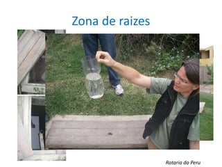 Zona de raizes
Rotaria do Peru
 