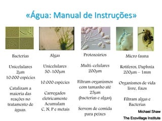 Bacterias
Unicelulares
2µm
10.000 espécies
Catalizam a
maioria das
reações no
tratamento de
águas.
Algas
Unicelulares
50-100µm
10.000 espécies
Carregados
eletricamente
Acumulam
C, N, P e metais
Protozoários
Multi-celulares
200µm
Filtram organismos
com tamanho até
25µm
(bacterias e algas)
Servem de comida
para peixes
Micro fauna
Rotíferos, Daphnia
200µm – 1mm
Organismos de vida
livre, fixos
Filtram algas e
Bacterias
Michael Shaw
The Ecovillage Institute
«Água: Manual de Instruções»
 