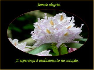 Semeie alegria. A esperança é medicamento no coração. 