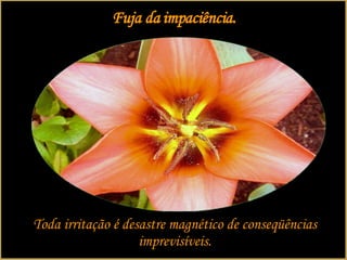 Fuja da impaciência. Toda irritação é desastre magnético de conseqüências imprevisíveis. 
