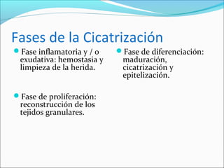 Fases de la Cicatrización 
Fase inflamatoria y / o 
exudativa: hemostasia y 
limpieza de la herida. 
Fase de proliferación: 
reconstrucción de los 
tejidos granulares. 
Fase de diferenciación: 
maduración, 
cicatrización y 
epitelización. 
 